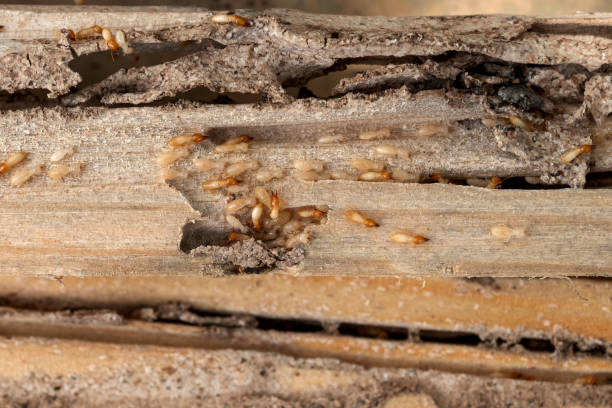 Best Bed Bug Extermination  in Healdton, OK